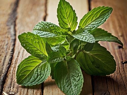 Conseils pour conserver la menthe fraîche